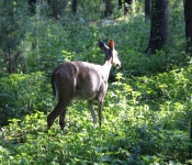 Westwood2013 Deer 013